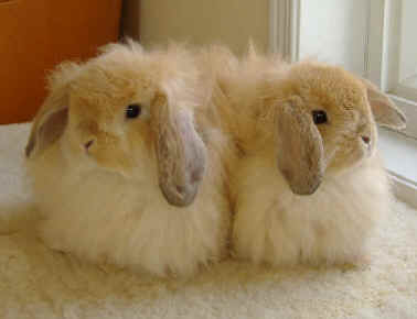American Fuzzy Lop Rabbits